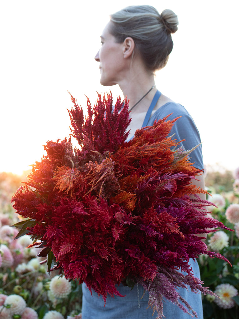 CELOSIA - Autumn Blaze