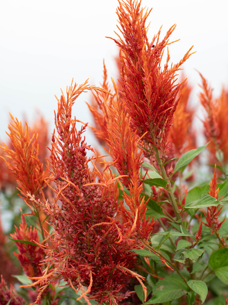 CELOSIA - Autumn Blaze