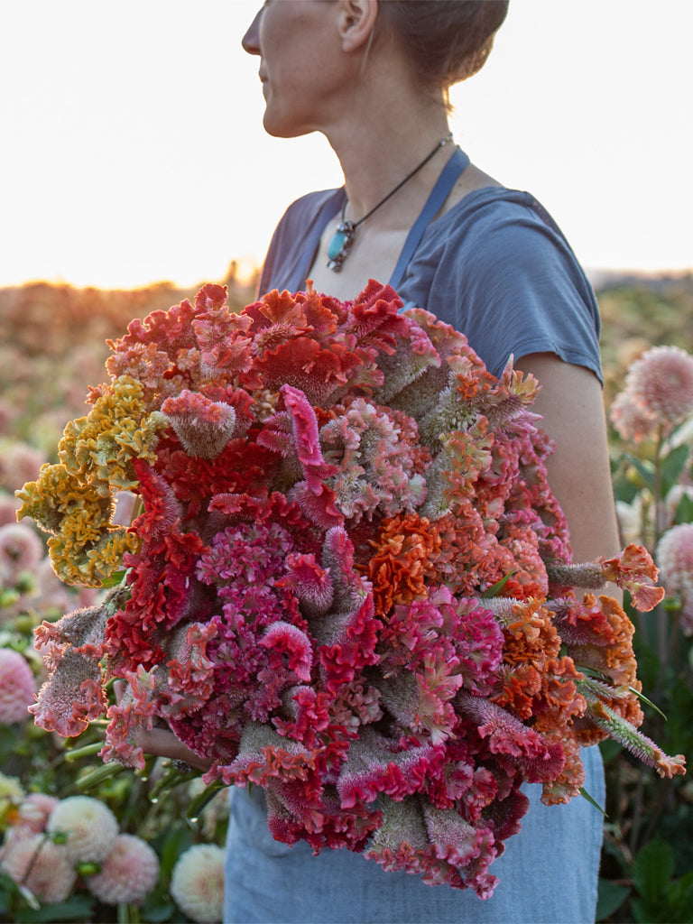 CELOSIA - Coral Reef