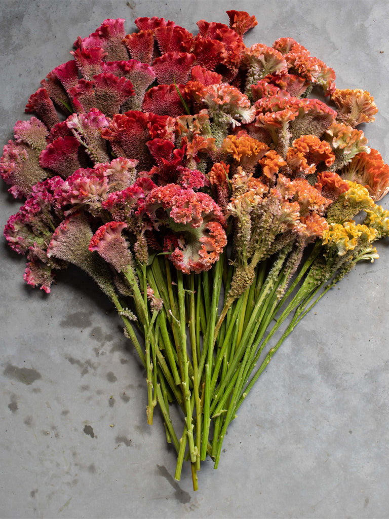 CELOSIA - Coral Reef