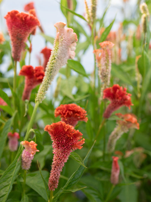 CELOSIA - Coral Reef