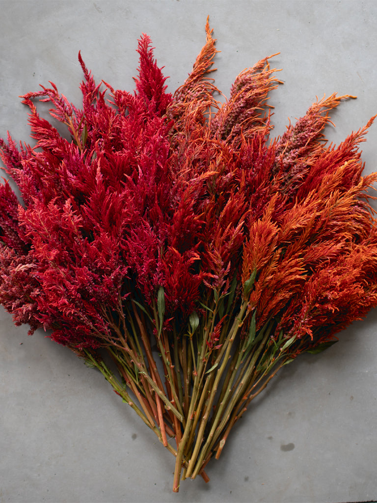 CELOSIA - Glowing Embers