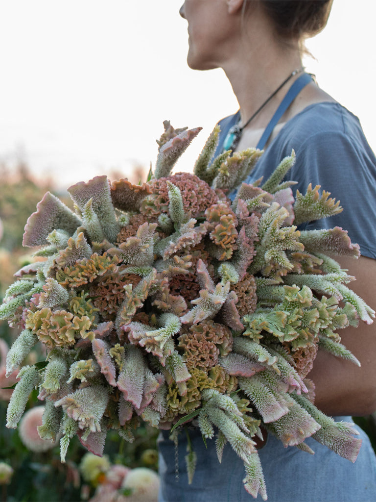 CELOSIA - Pink Chenille