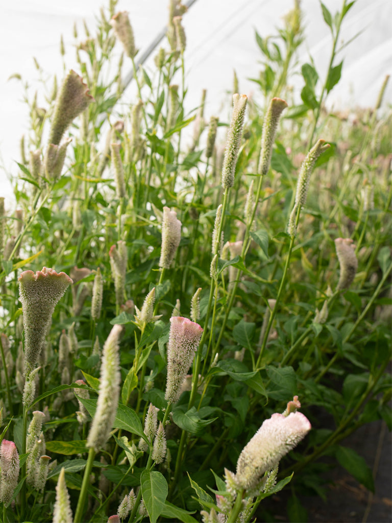 CELOSIA - Pink Chenille