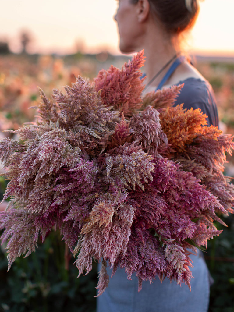 CELOSIA - Rose Gold