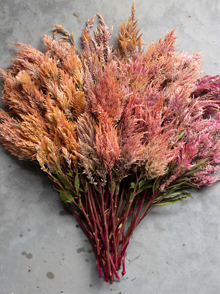 CELOSIA - Rose Gold