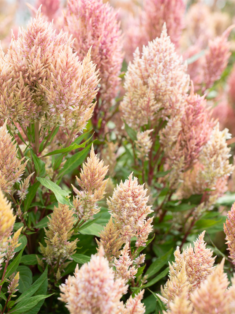 CELOSIA - Rose Gold