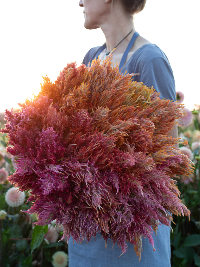 CELOSIA - Spun Sugar