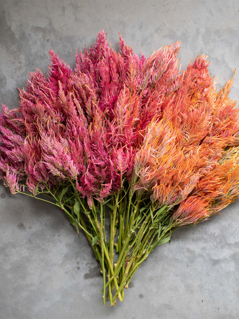 CELOSIA - Spun Sugar