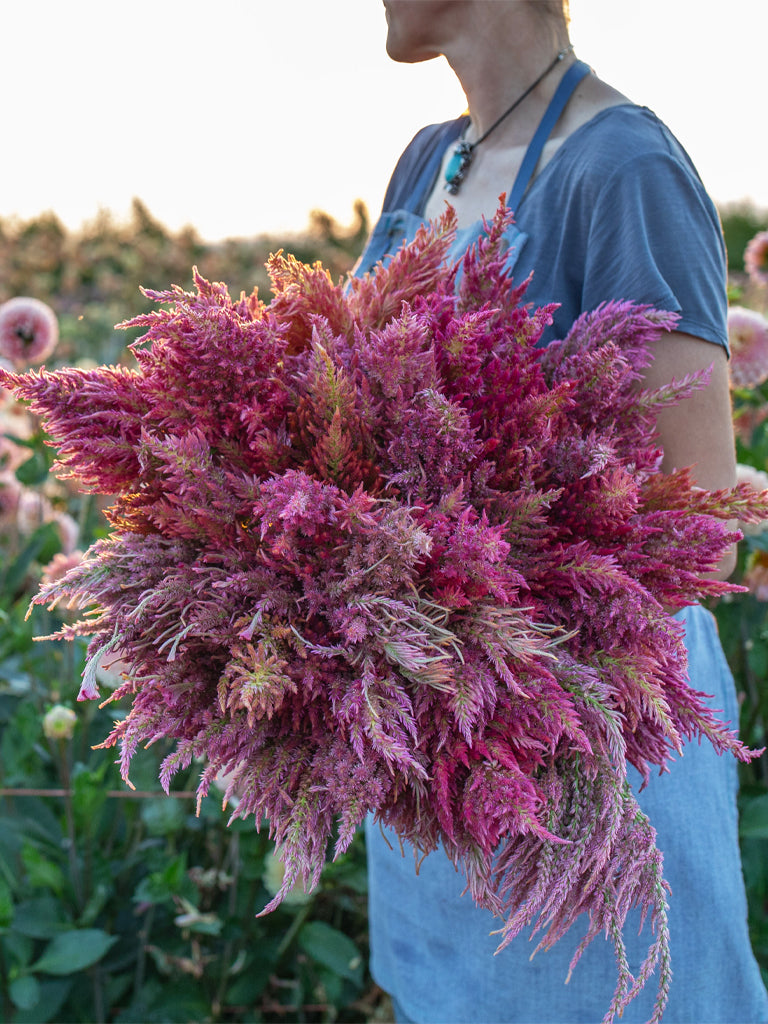 CELOSIA - Summer Sherbet