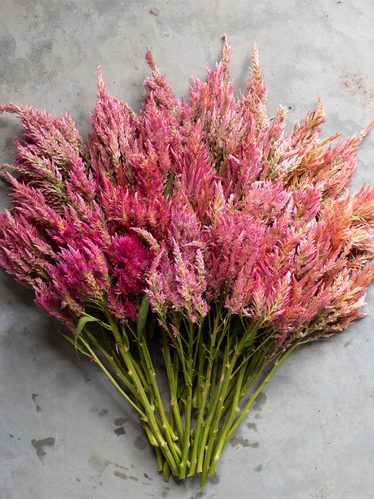 CELOSIA - Summer Sherbet