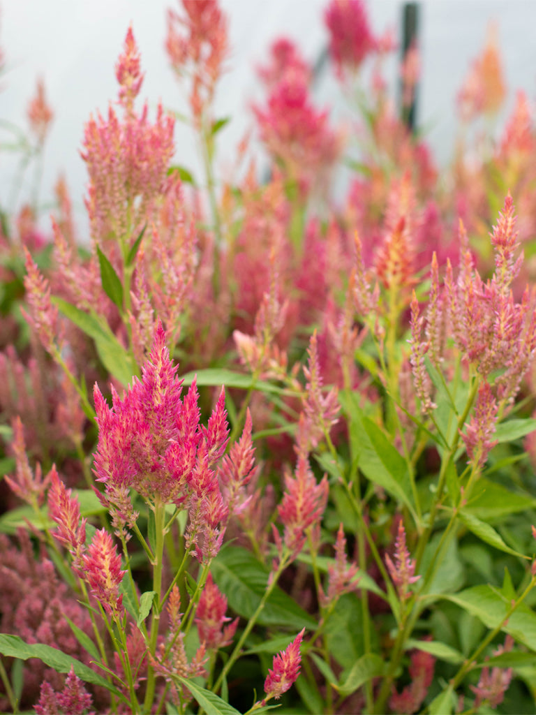 CELOSIA - Summer Sherbet