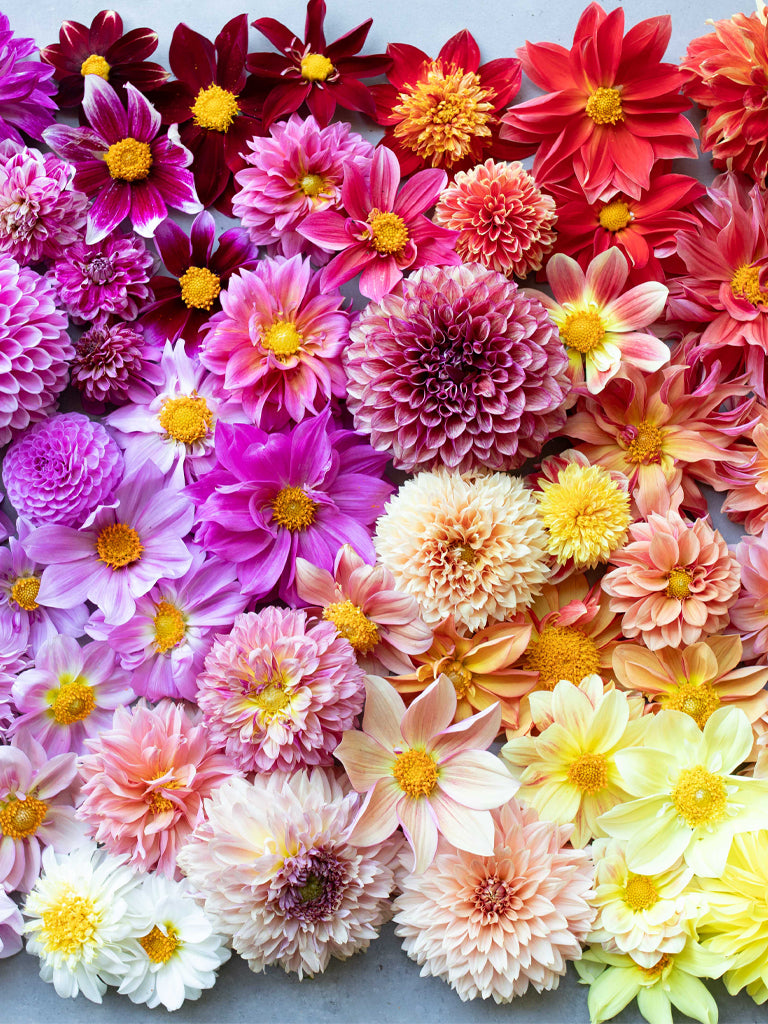 DAHLIA - Bee's Choice Mix