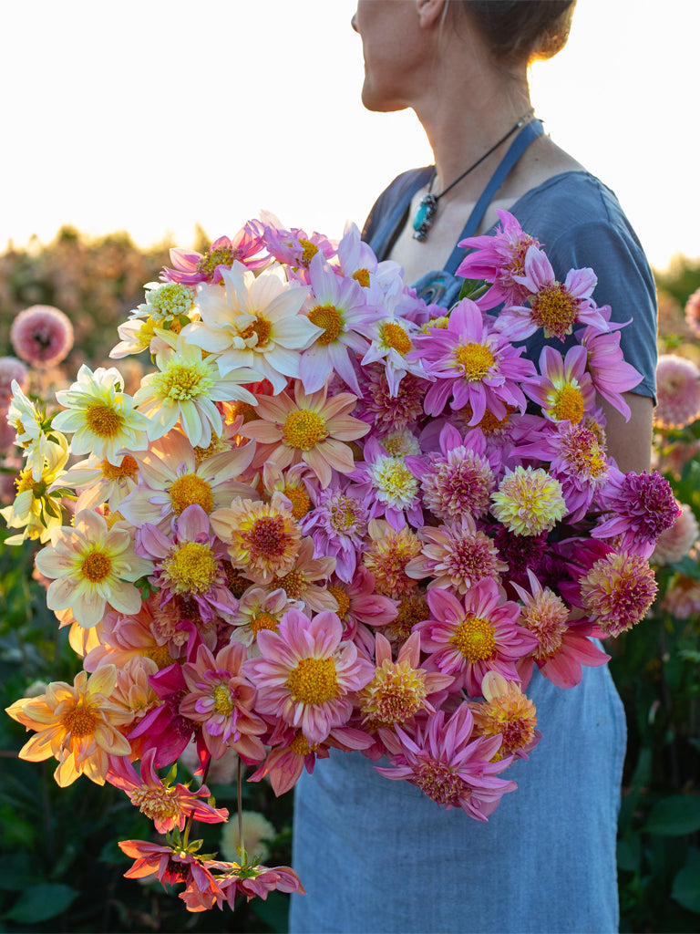 DAHLIA - Petite Florets