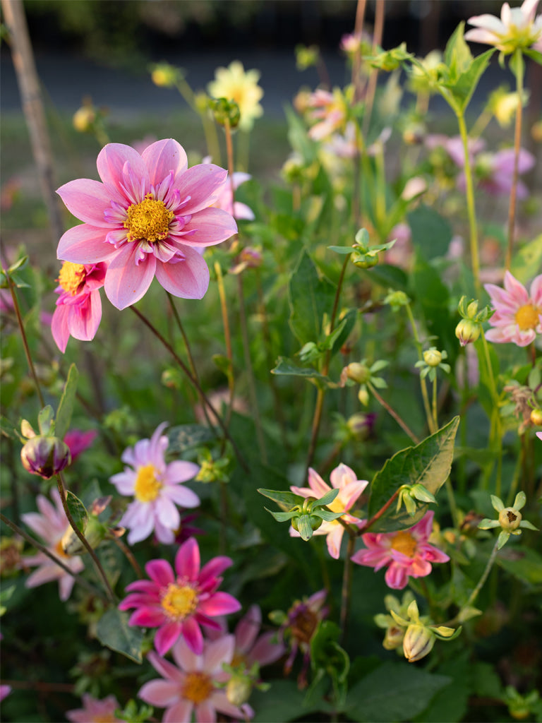 DAHLIA - Petite Florets