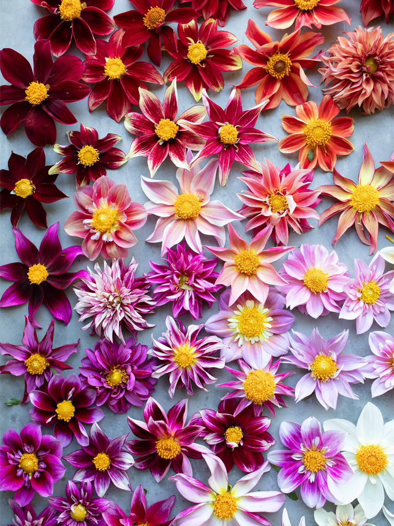 DAHLIA - Shooting Stars