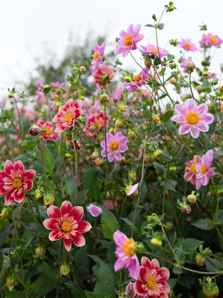 DAHLIA - Shooting Stars