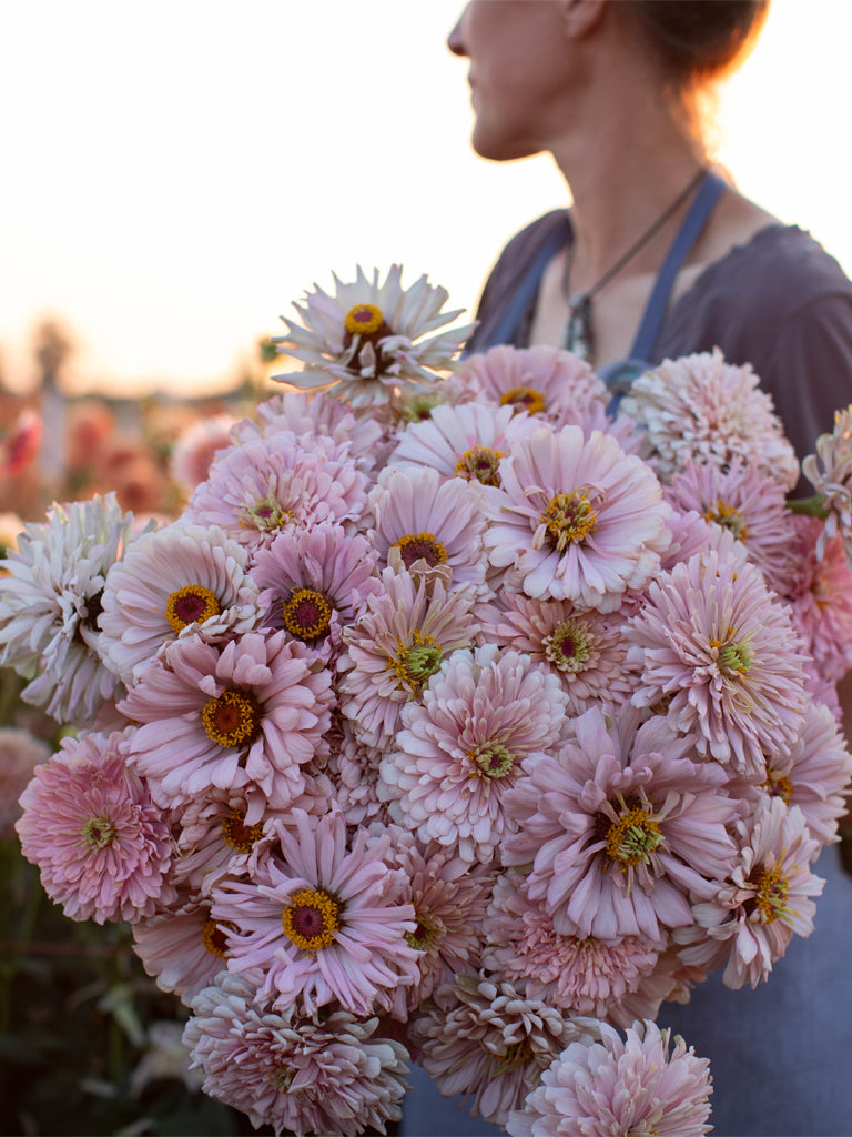 ZINNIA - Dawn Creek Blush