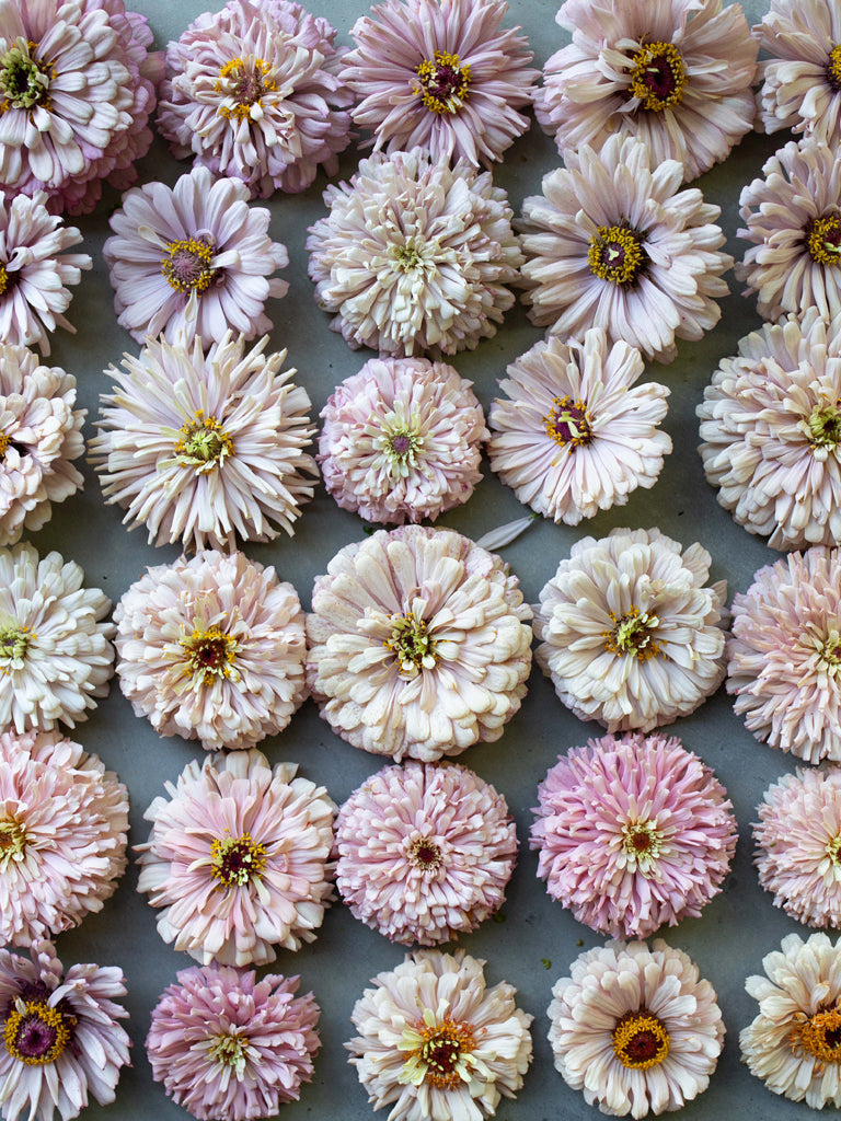 ZINNIA - Dawn Creek Blush