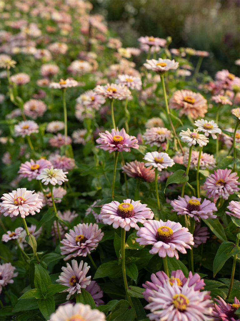 ZINNIA - Dawn Creek Blush