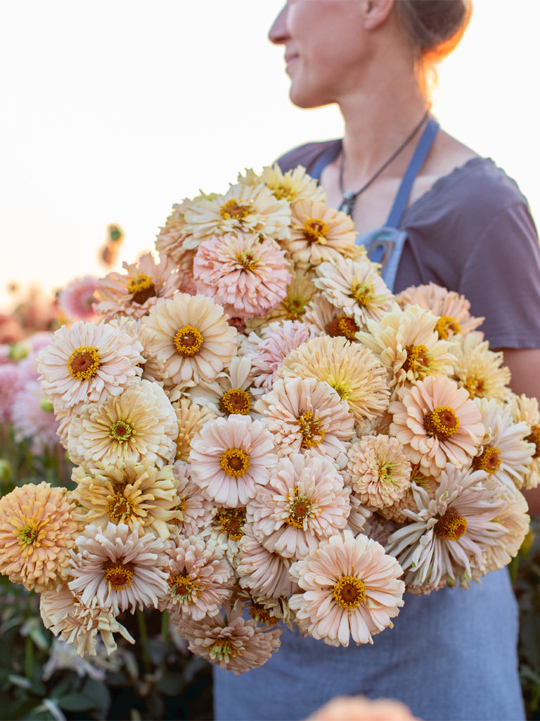 ZINNIA - Dawn Creek Honey