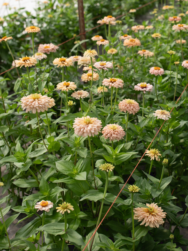 ZINNIA - Dawn Creek Honey