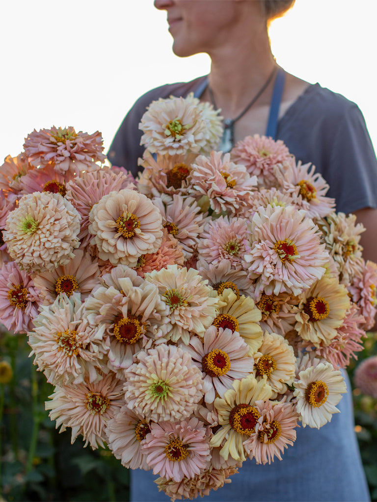 ZINNIA - Dawn Creek Peach