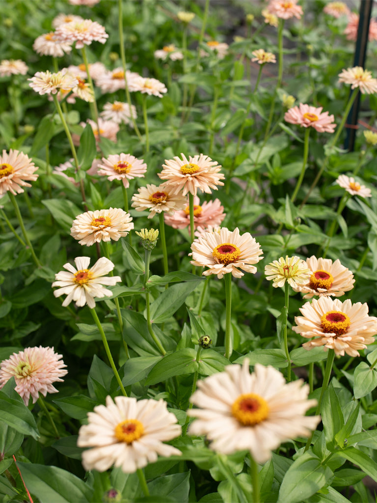 ZINNIA - Dawn Creek Peach