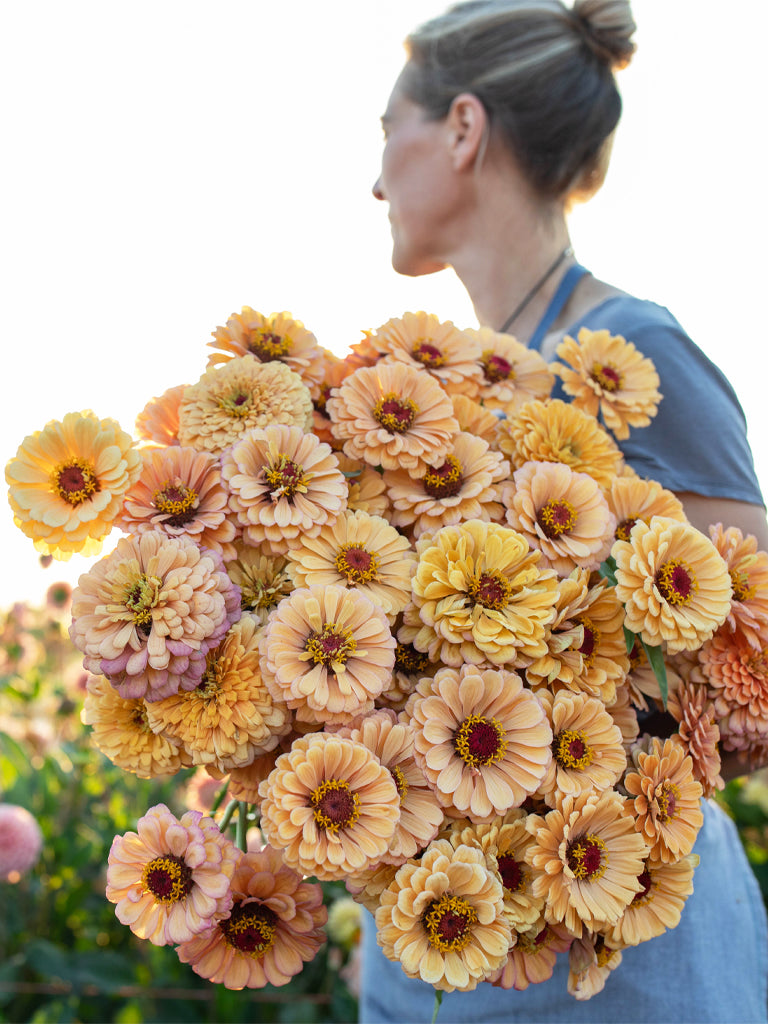 ZINNIA - Golden Hour