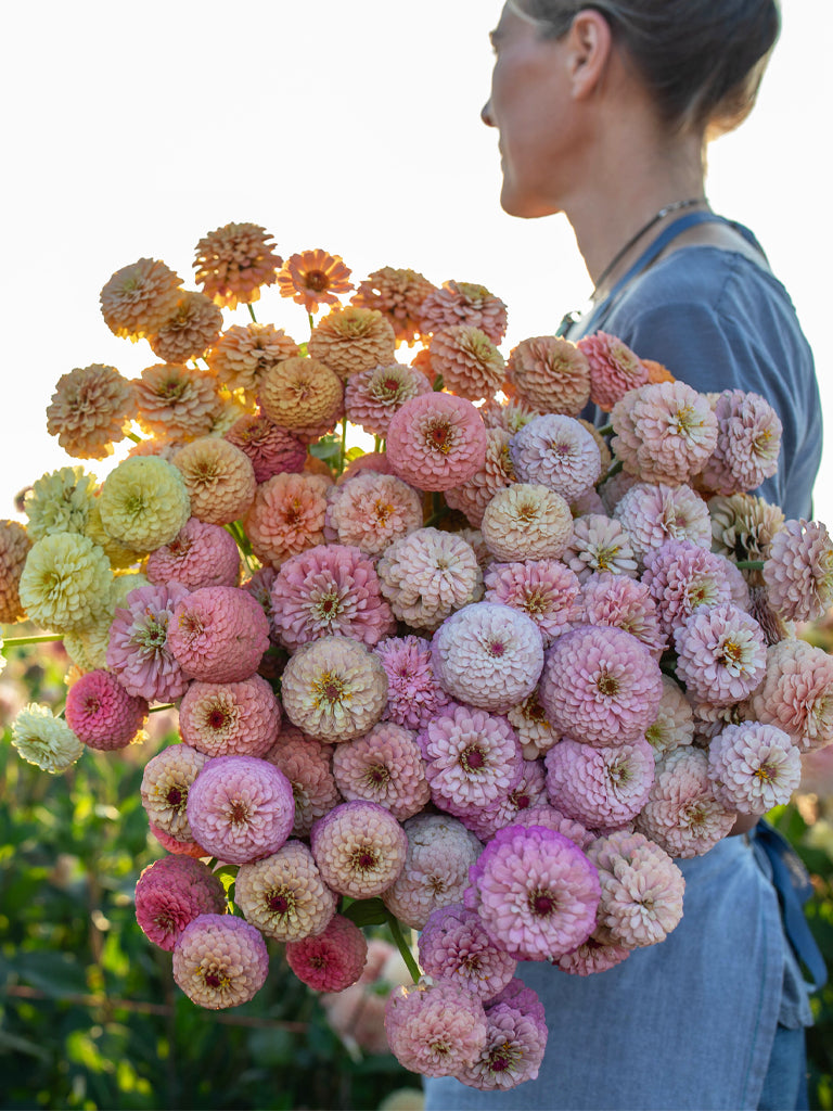 ZINNIA - Victorian Wedding