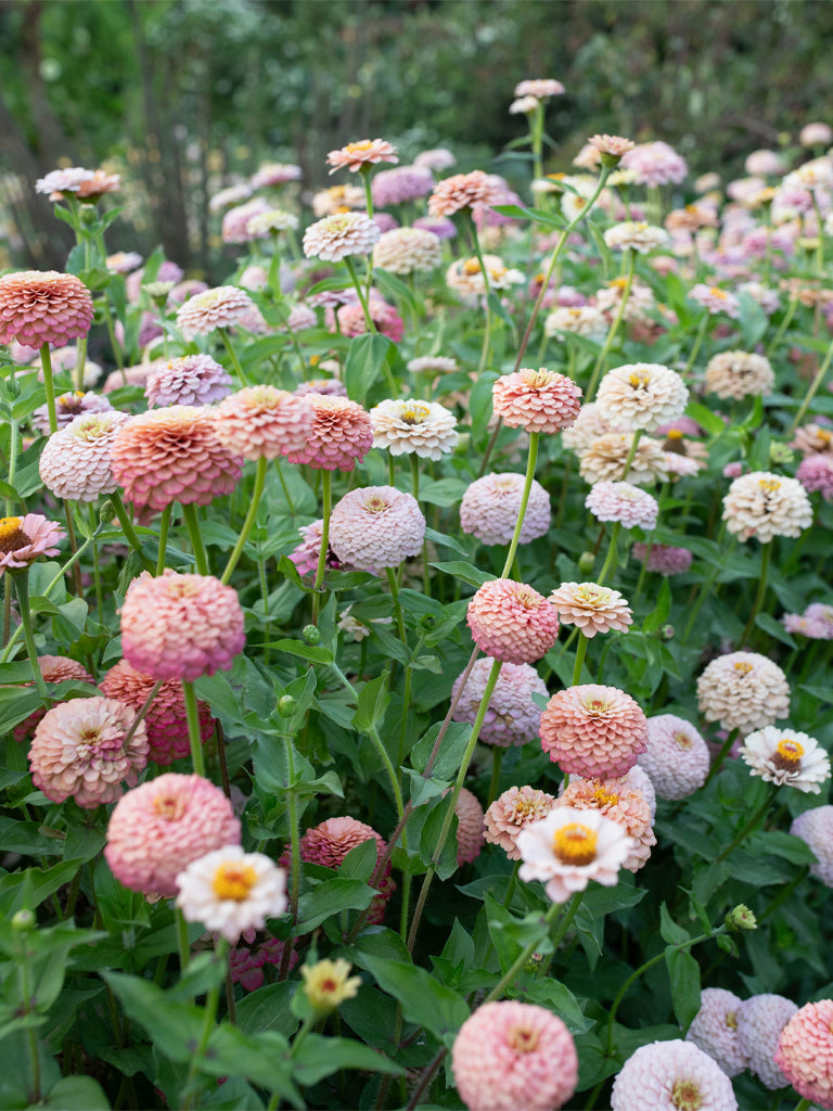 ZINNIA - Victorian Wedding