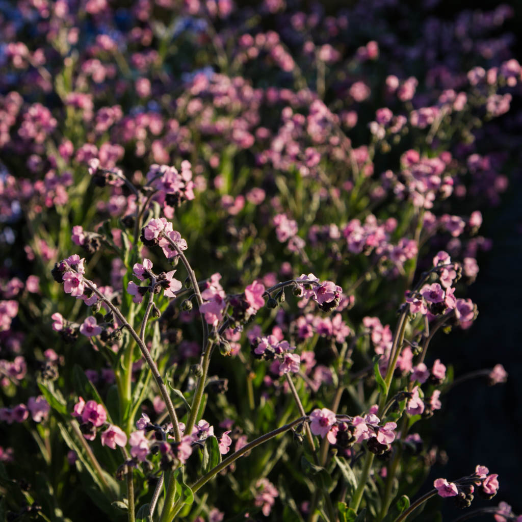 FORGET ME NOT - Mystery Rose - PLANTS