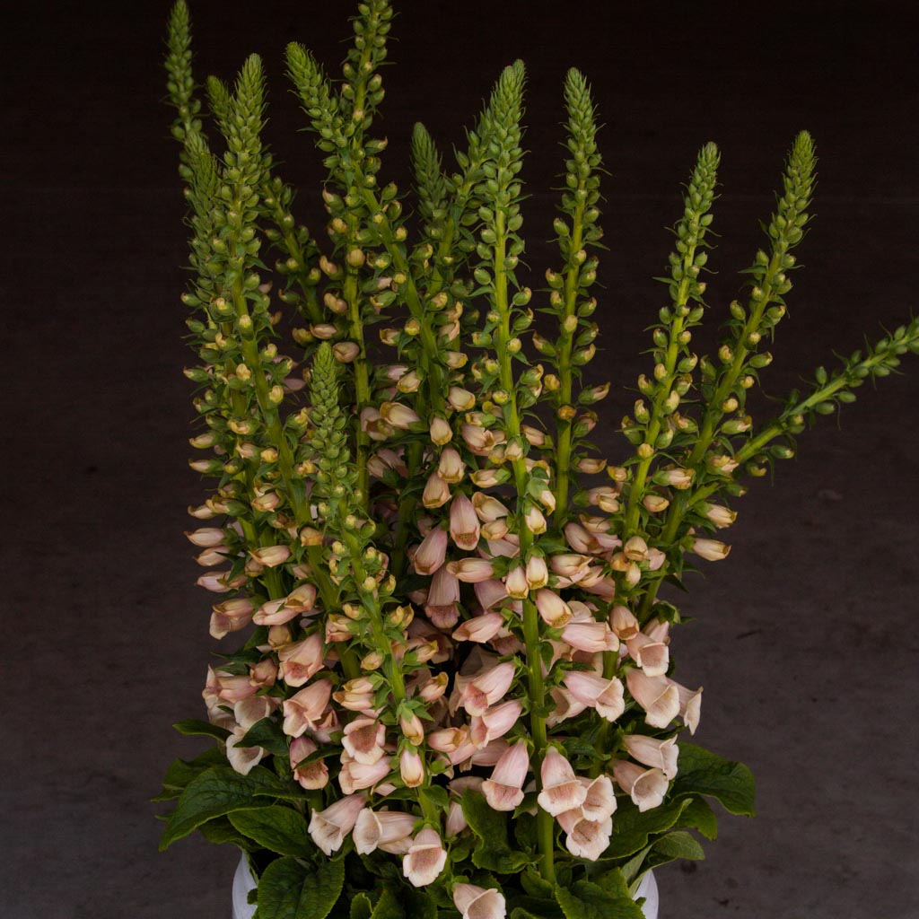 FOXGLOVE - Dalmatian Peach - PLANTS