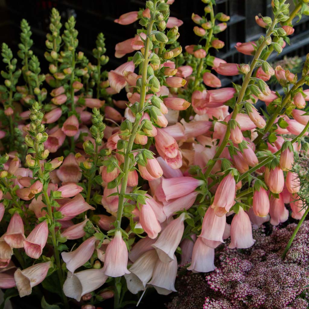 FOXGLOVE - Dalmatian Peach - PLANTS