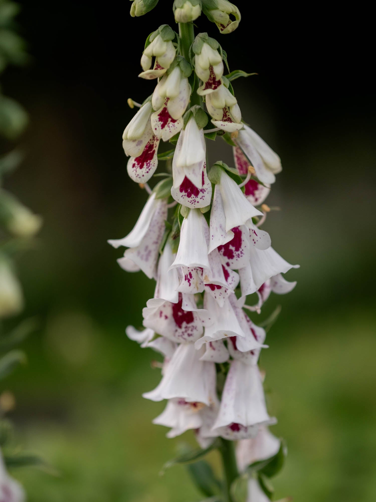 Foxglove - Pam's Split