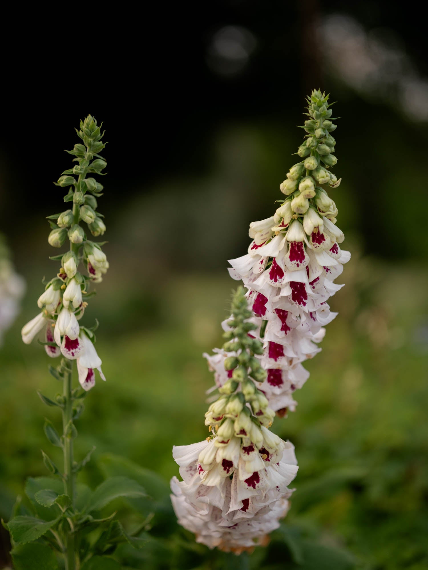 Foxglove - Pam's Split