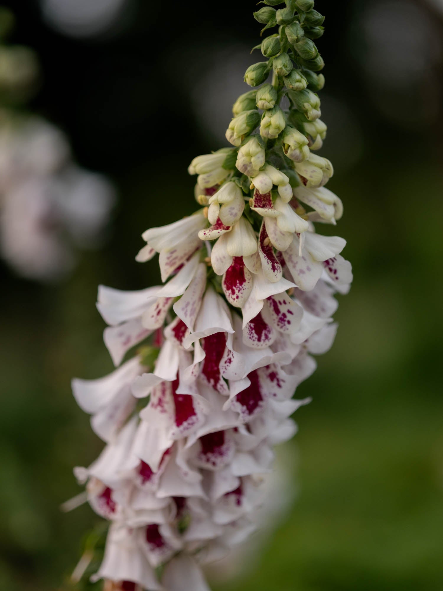 Foxglove - Pam's Split
