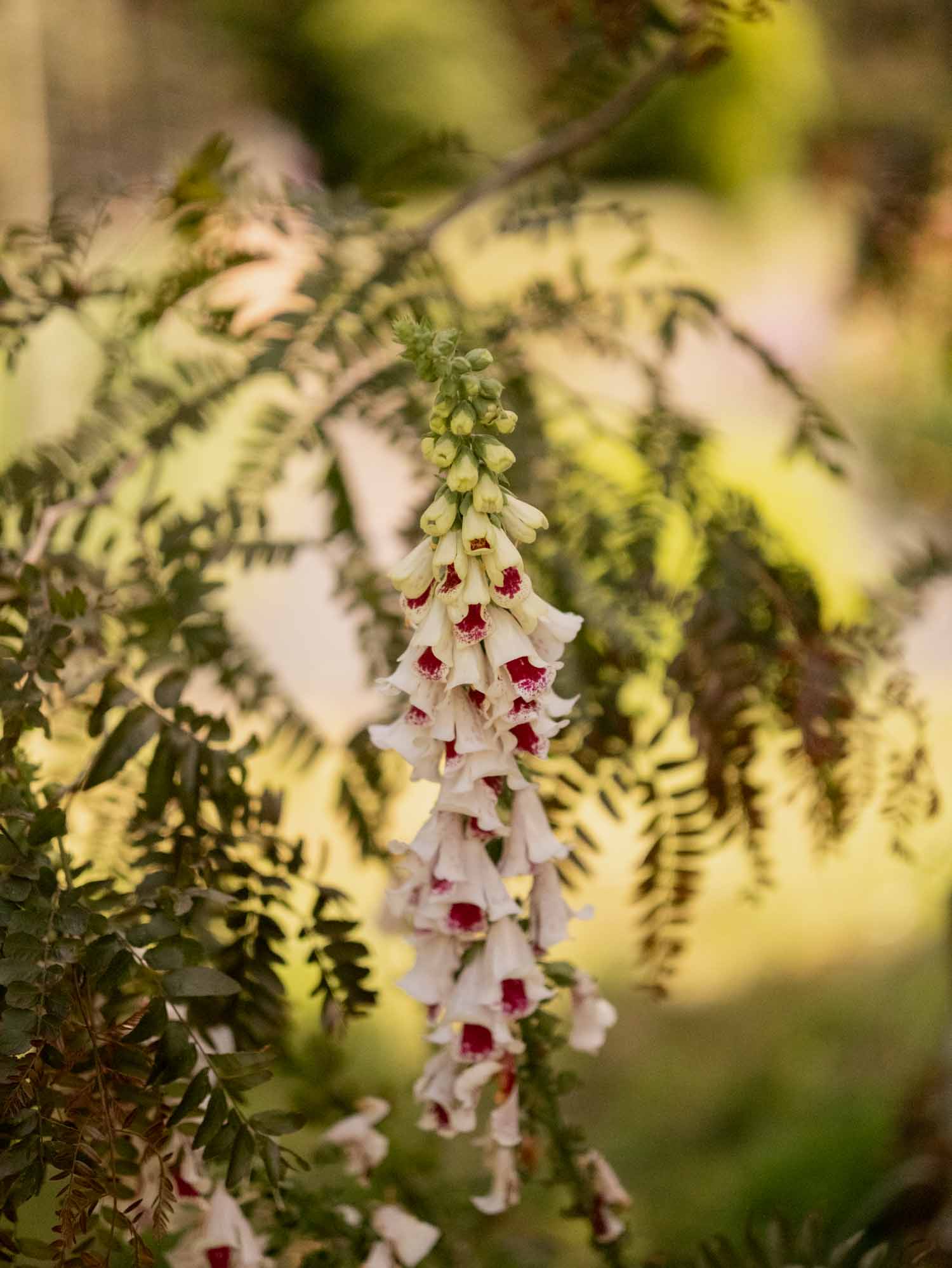 Foxglove - Pam's Split