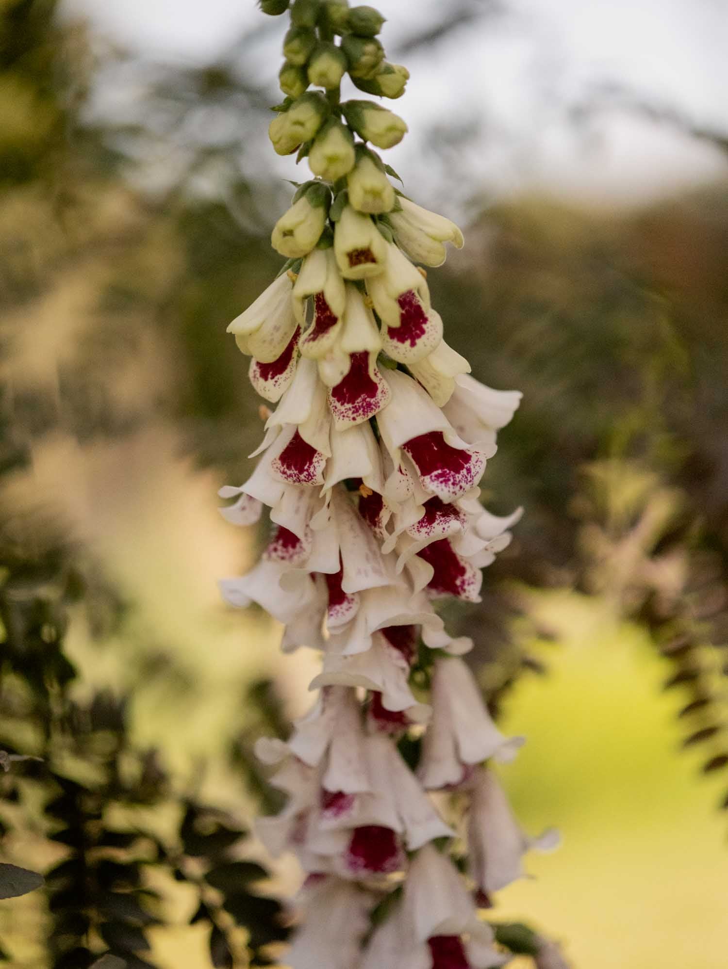 Foxglove - Pam's Split