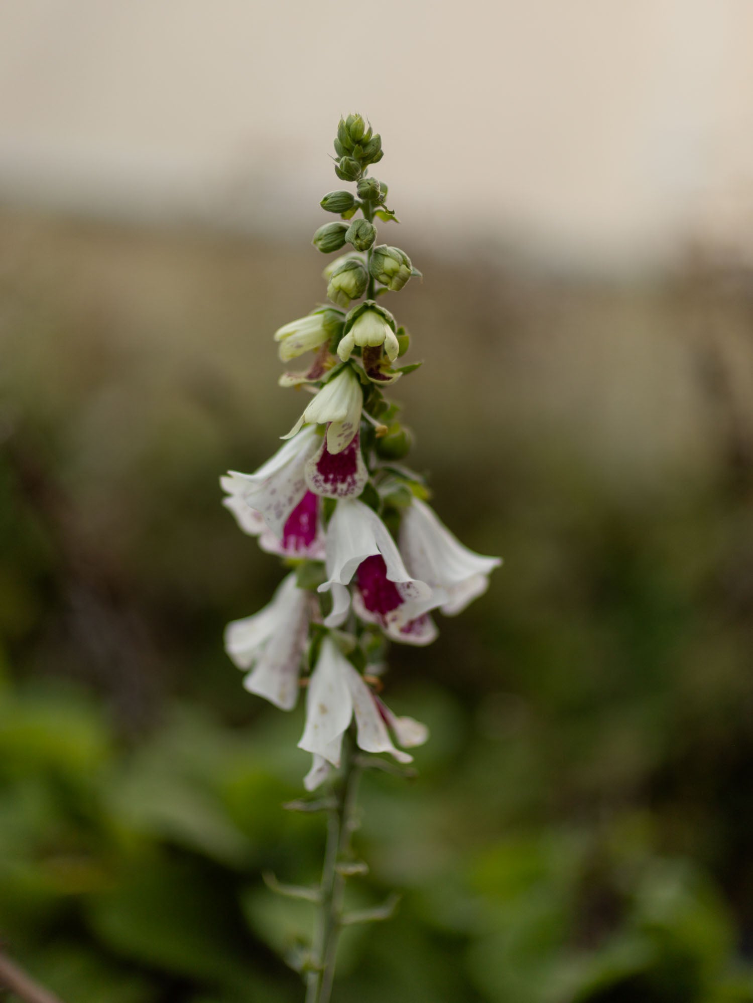 Foxglove - Pam's Split