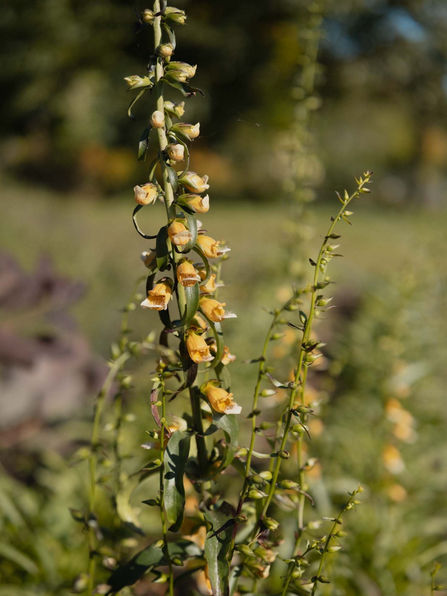 GIRAFFE FOXGLOVE  - PLANTS