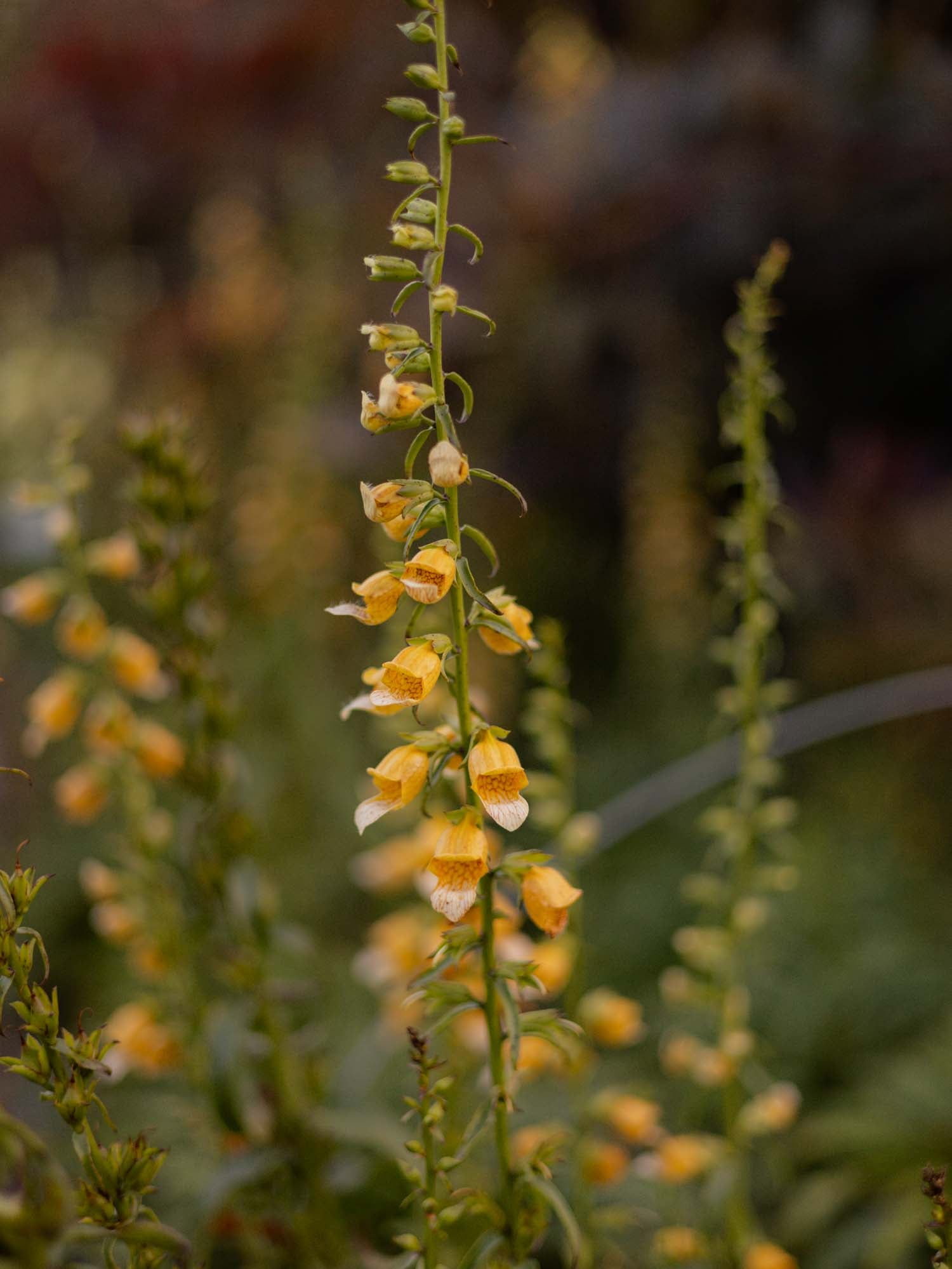 GIRAFFE FOXGLOVE  - PLANTS