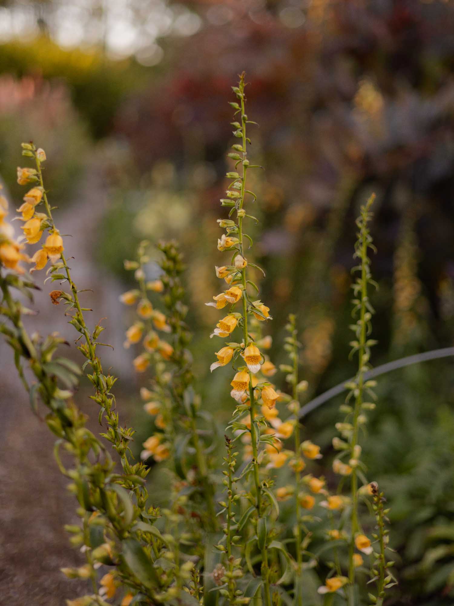 GIRAFFE FOXGLOVE  - PLANTS