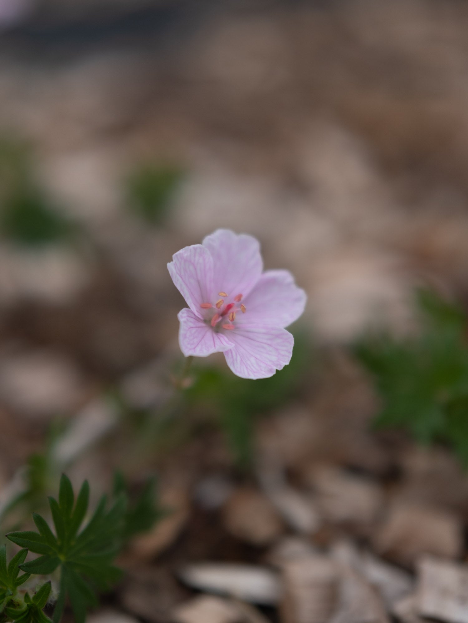 GERANIUM sanguineum - VISION LT PINK - PLANTS