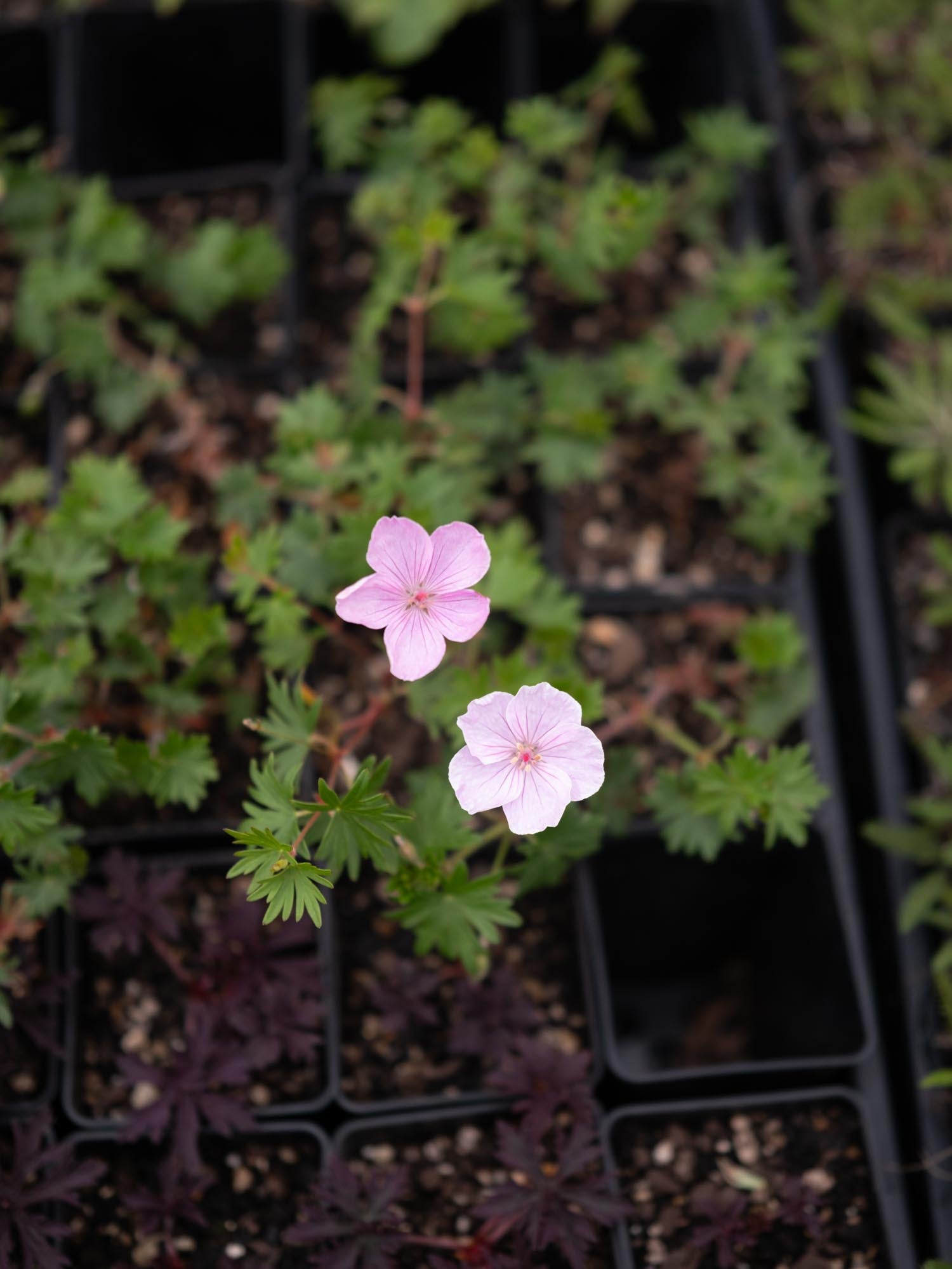 GERANIUM sanguineum - VISION LT PINK - PLANTS