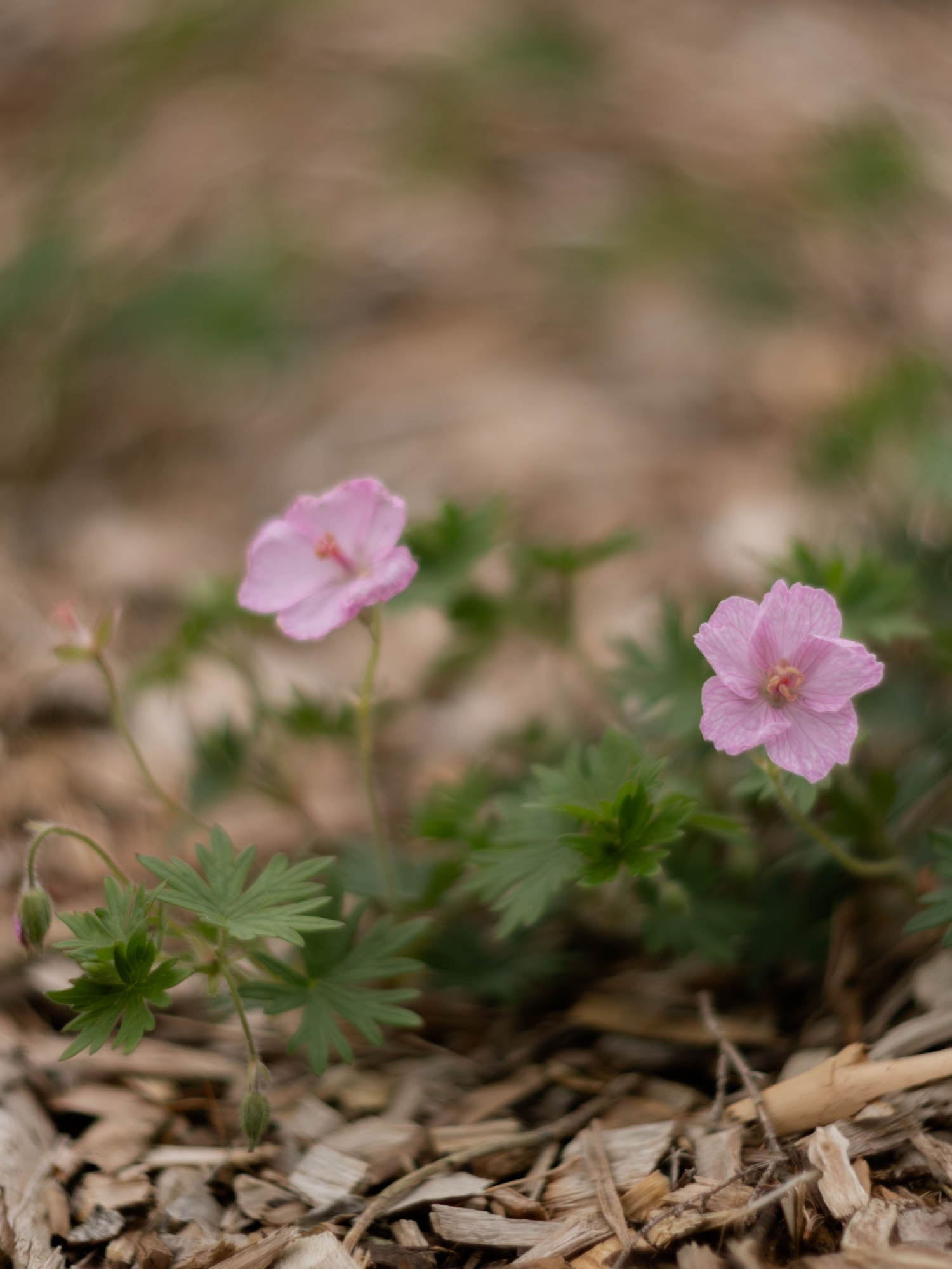 GERANIUM sanguineum - VISION LT PINK - PLANTS