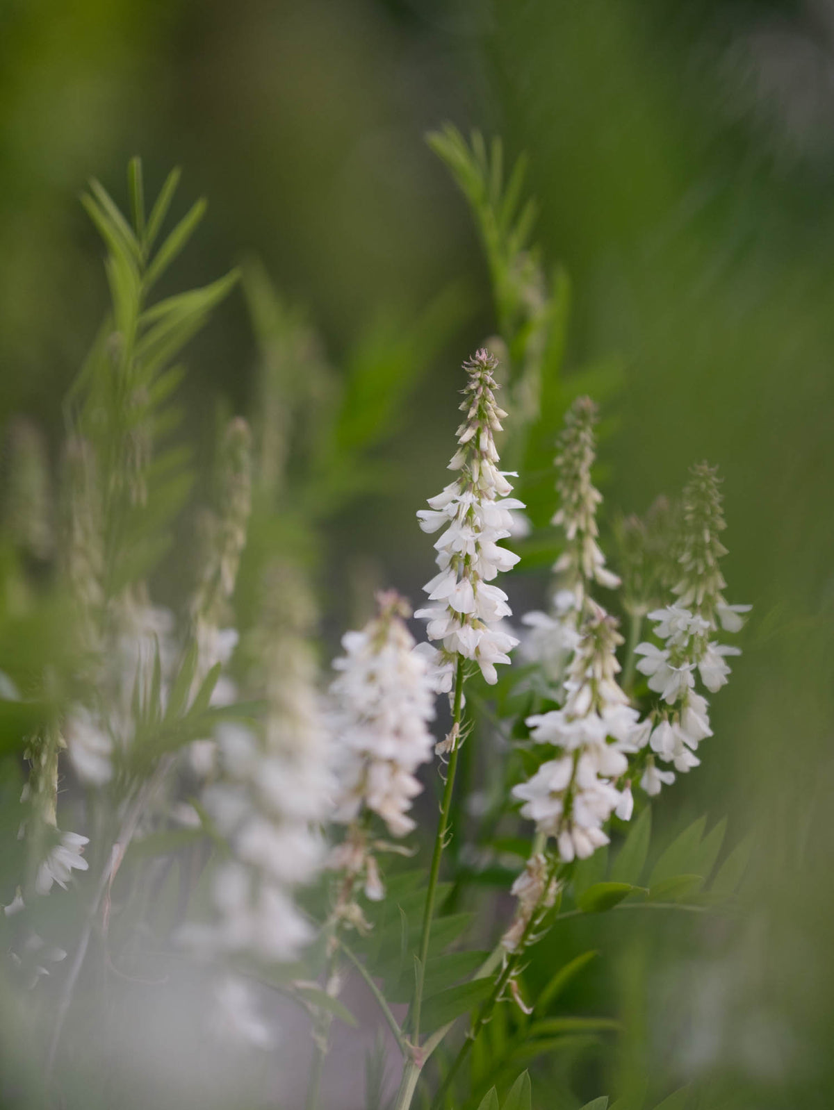 GALEGA OFFICINALIS - 'White Pagoda' - PLANTS