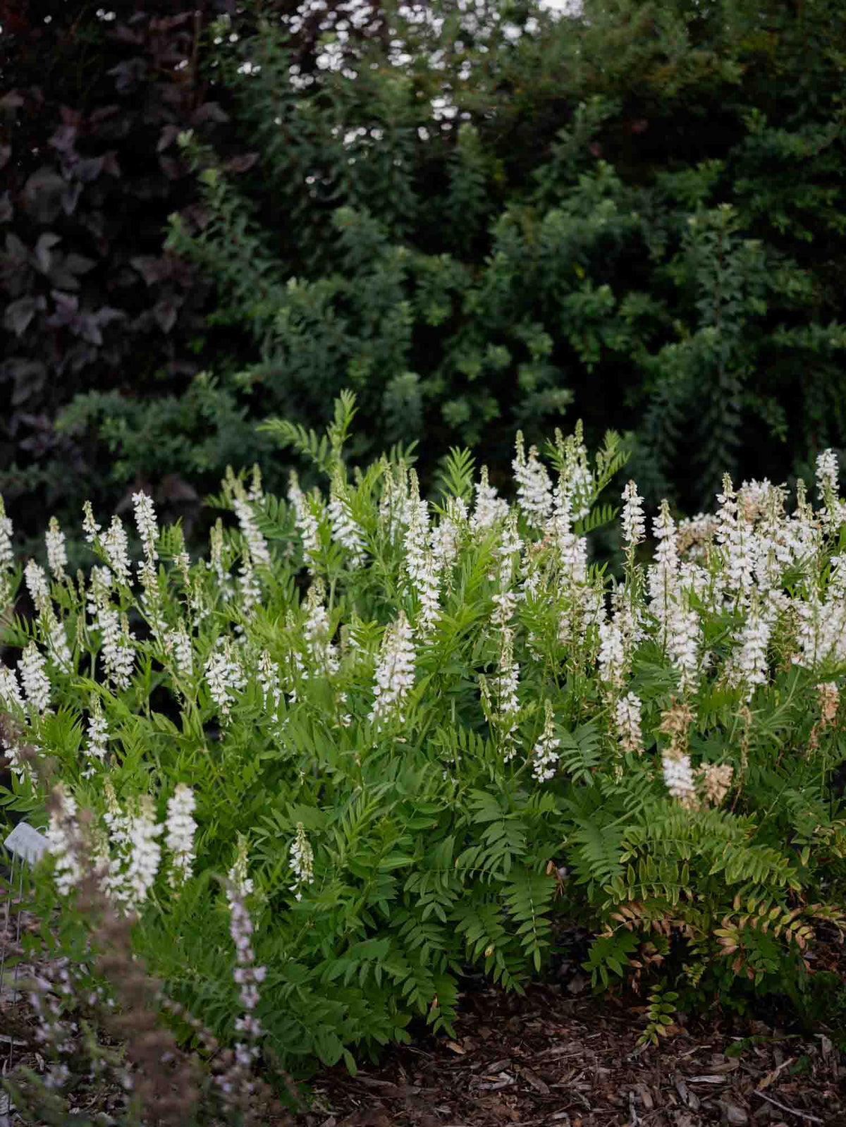 GALEGA OFFICINALIS - 'White Pagoda' - PLANTS