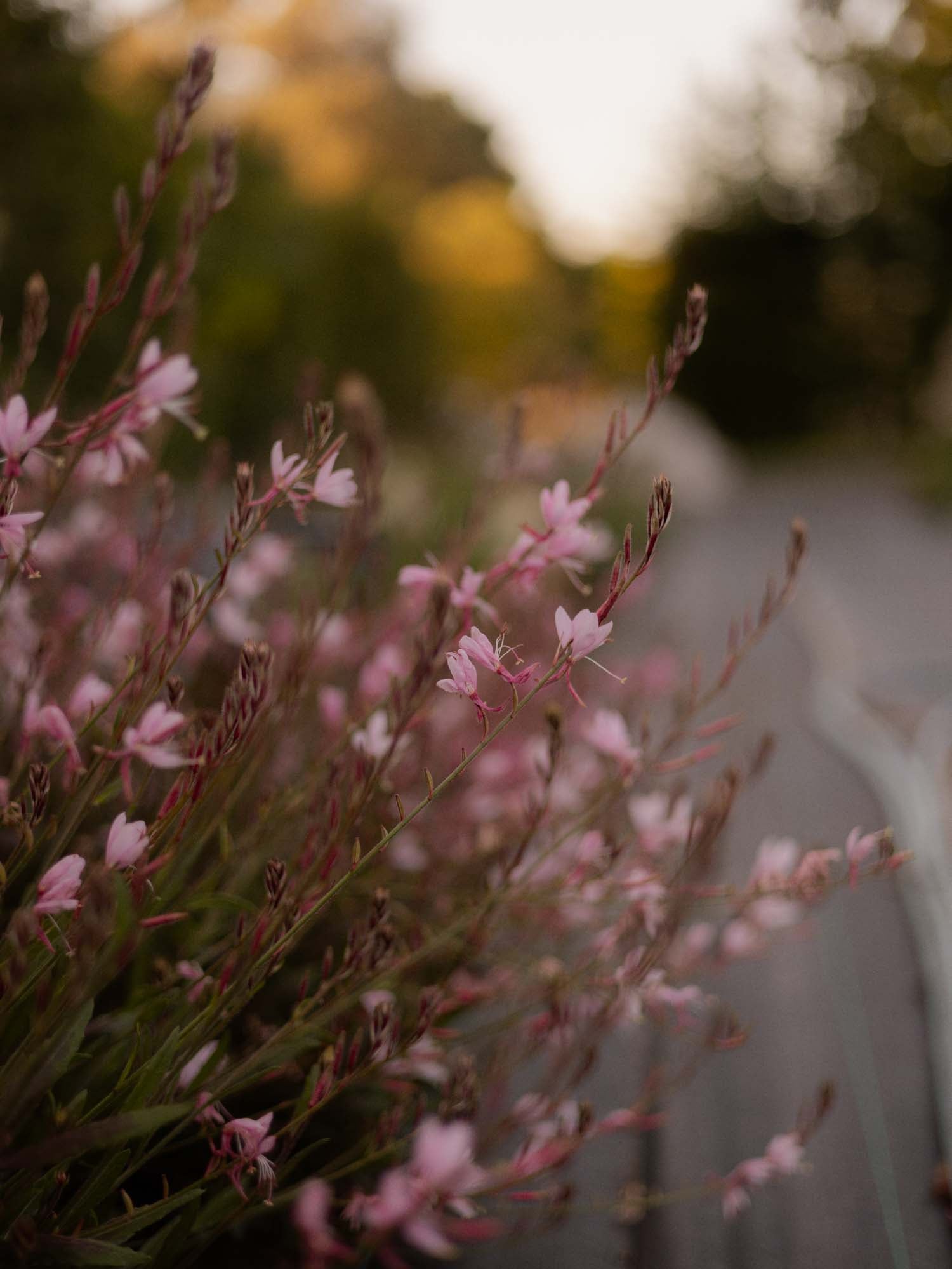 GAURA - Emmeline Pink Bouquet - PLANTS