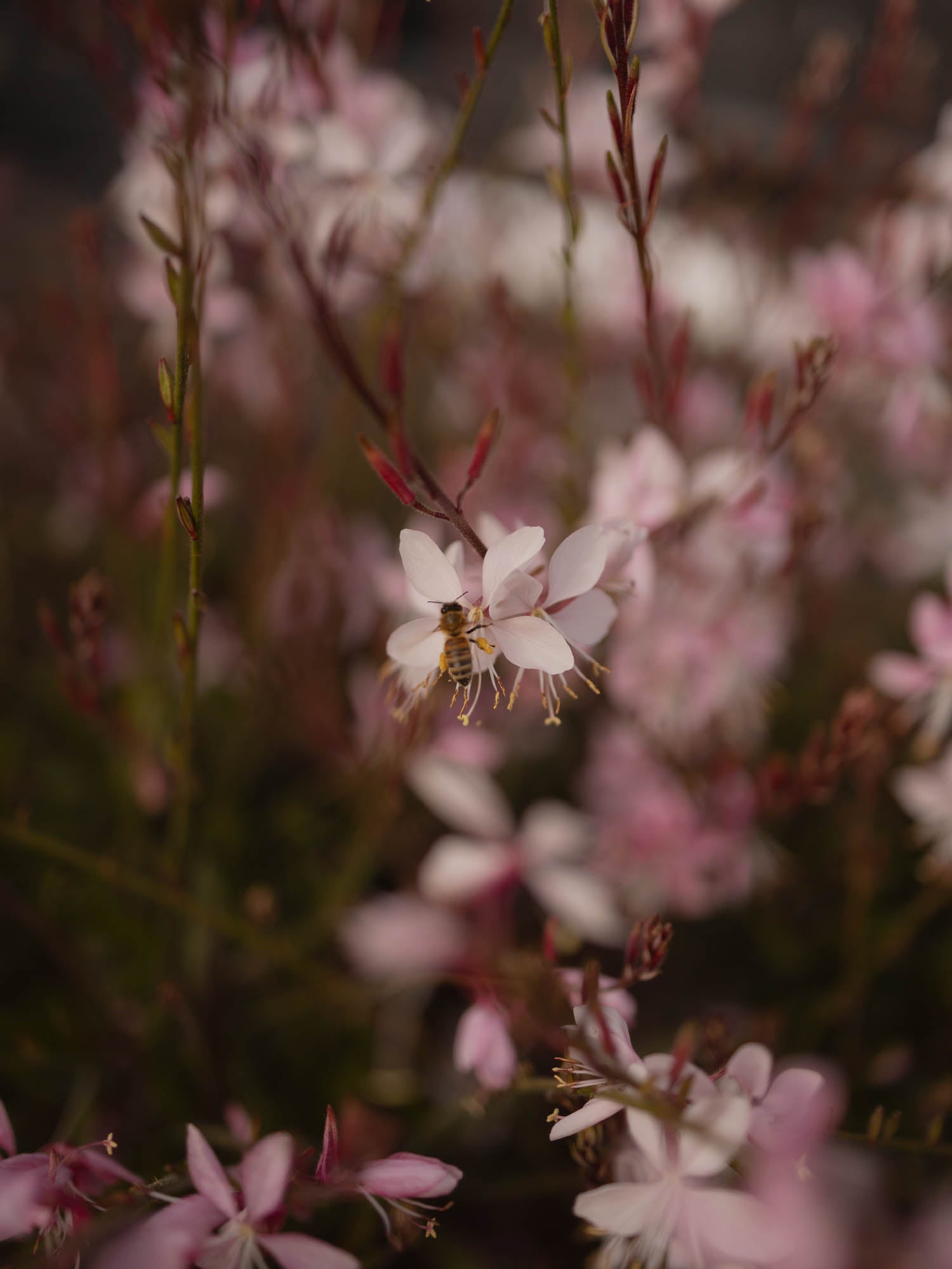GAURA - Emmeline Pink Bouquet - PLANTS